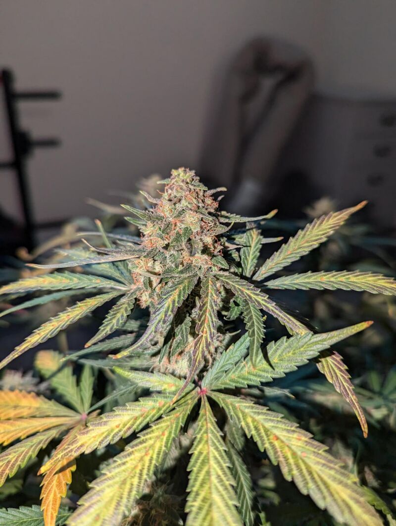 Humboldt Headband Auto, Фасовка: 3, изображение 2